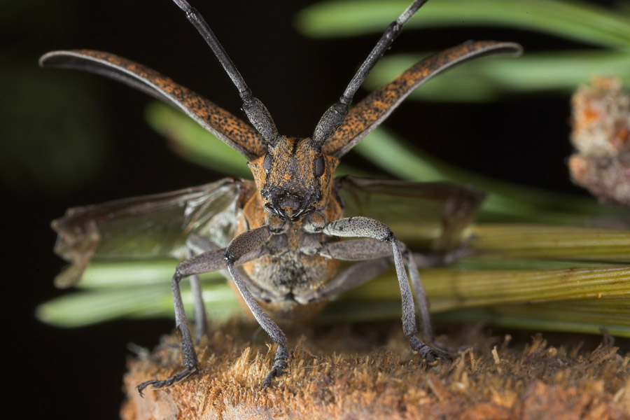 Black Pine Sawyer Beetle