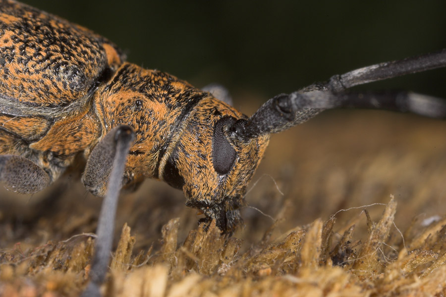 Black Pine Sawyer Beetle