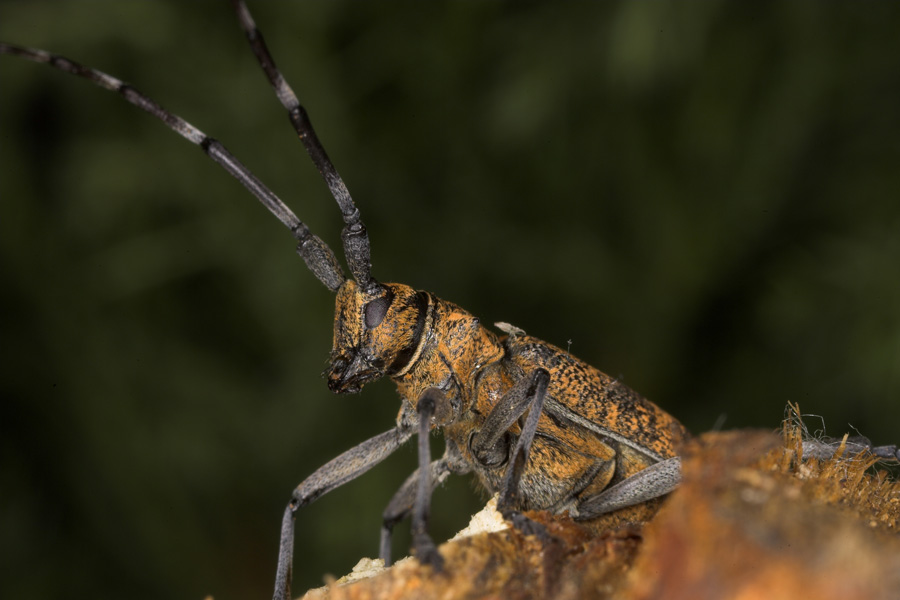 Black Pine Sawyer Beetle