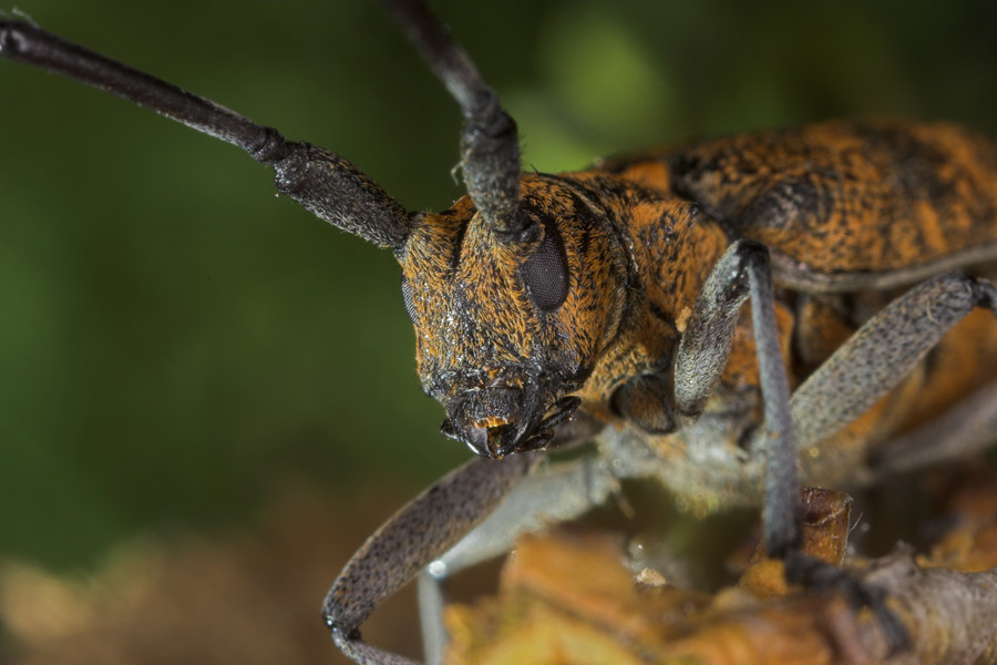 Black Pine Sawyer Beetle