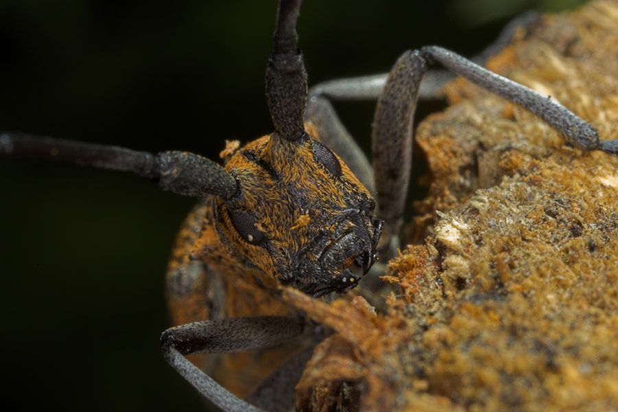 Black Pine Sawyer Beetle