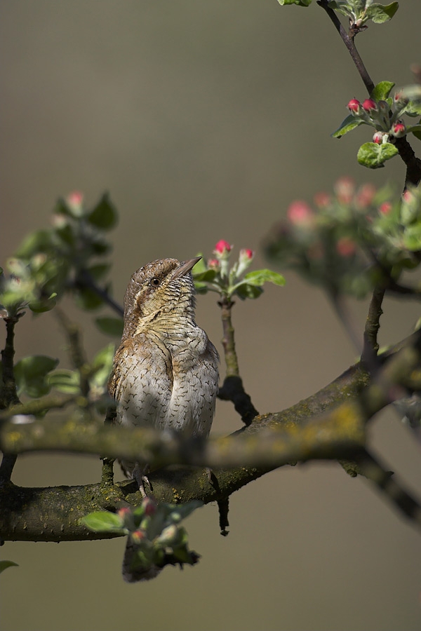 Wryneck