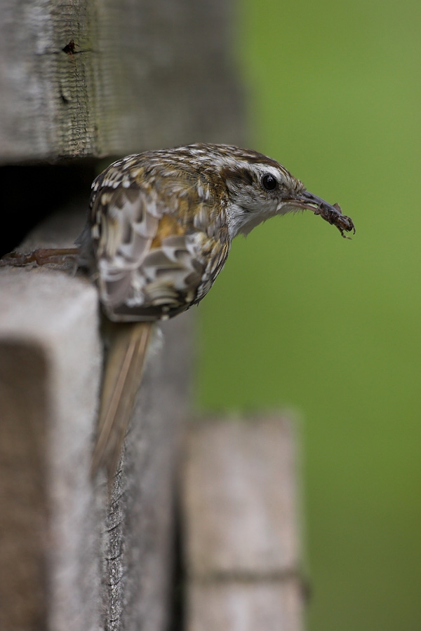 Treecreeper