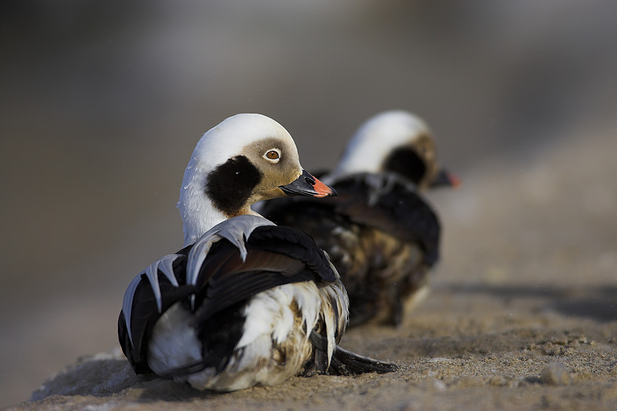 Long-tailed Duck