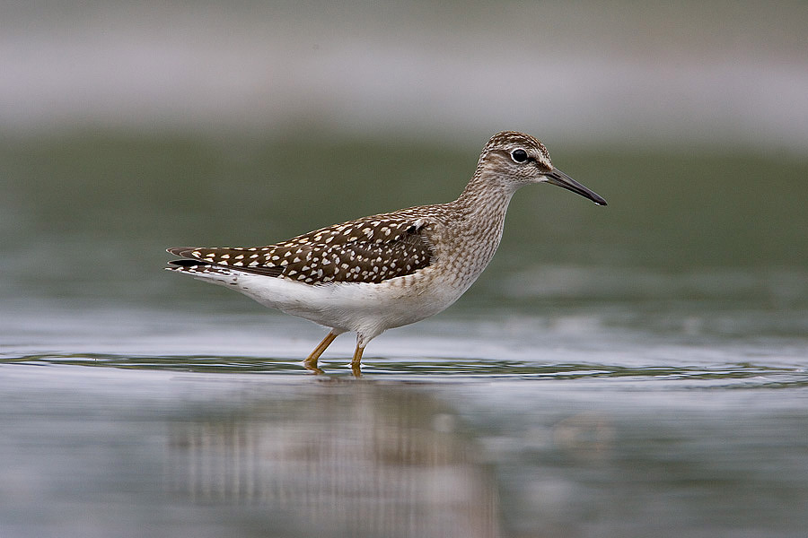 Wood Sandpiper