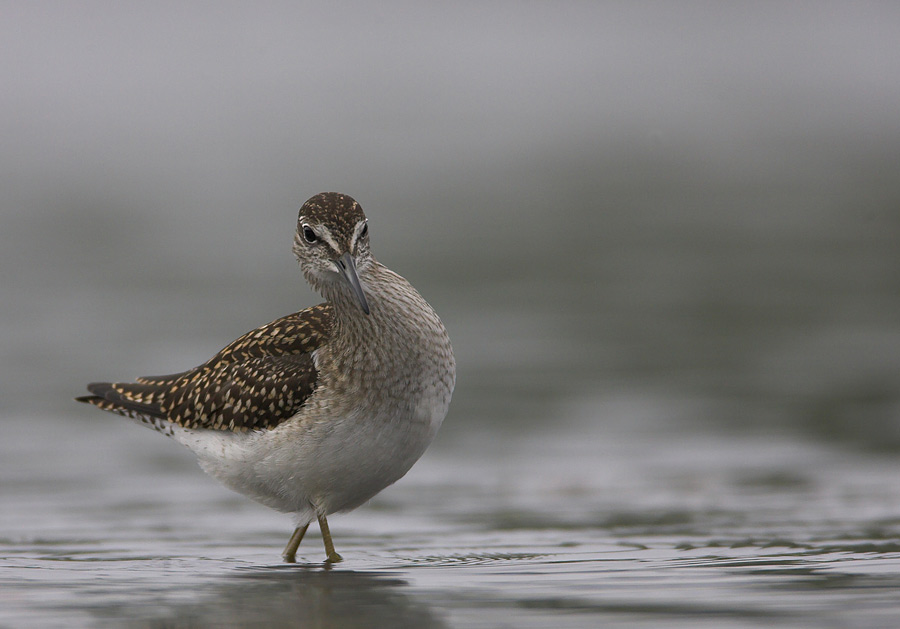 Wood Sandpiper