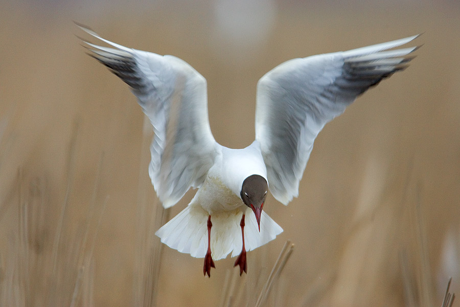 Black-headed Gull