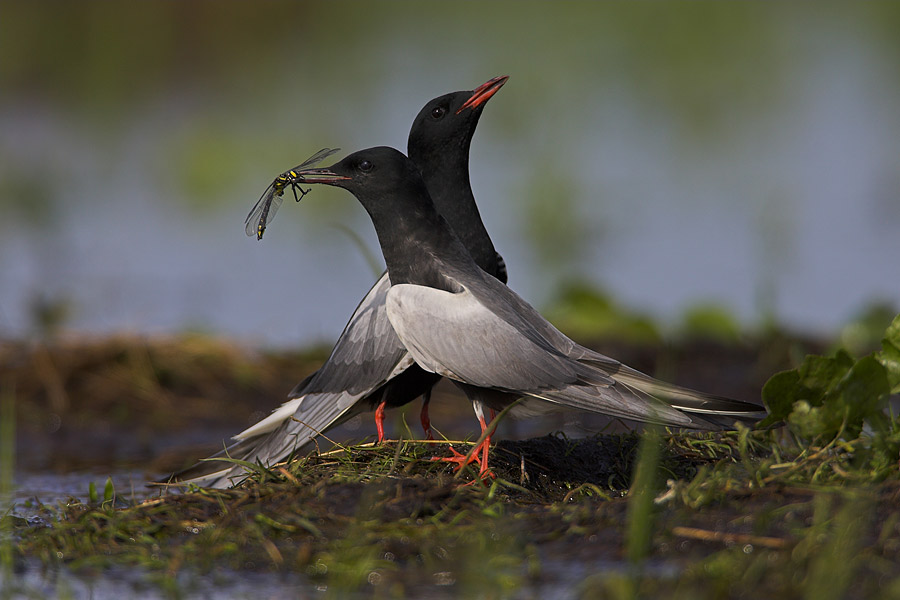 White-winged Terns