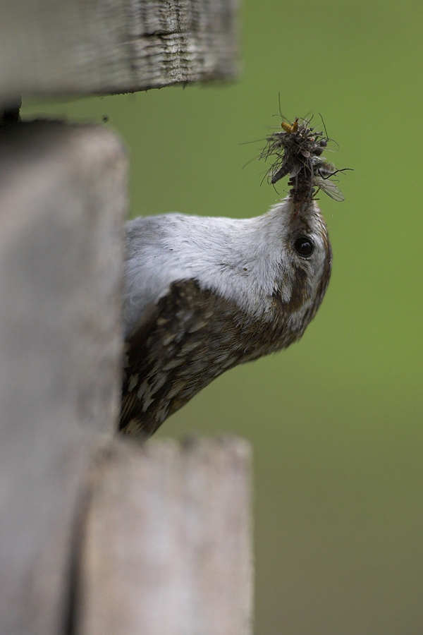 Treecreeper