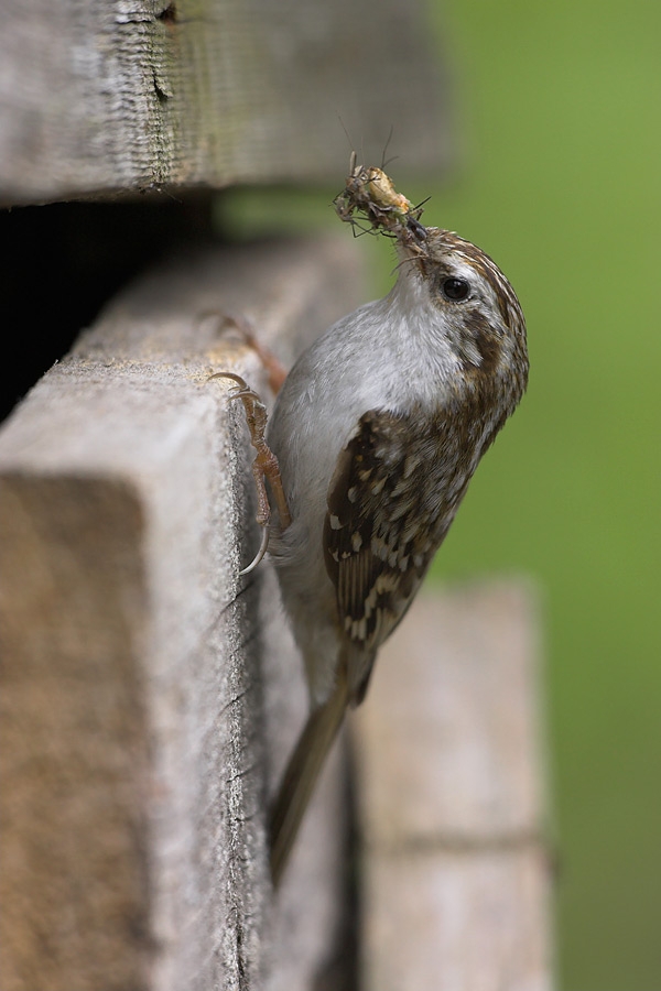 Treecreeper