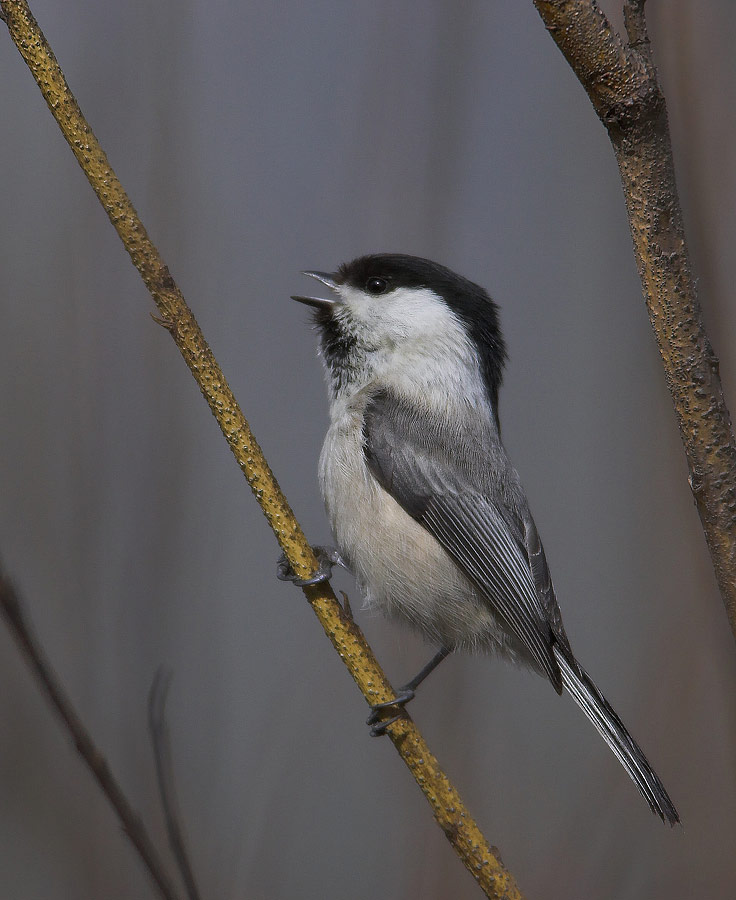 Willow Tit