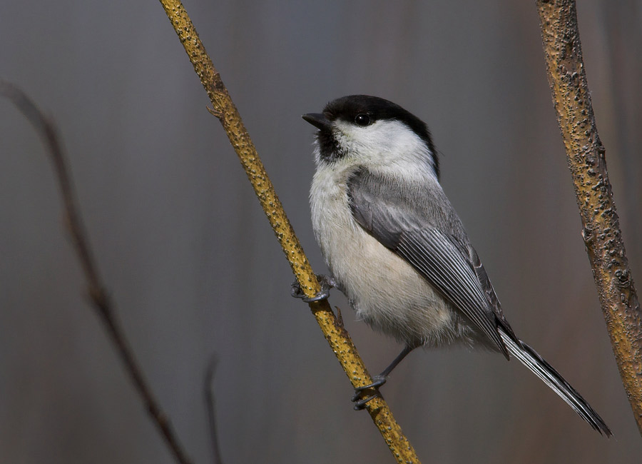 Willow Tit