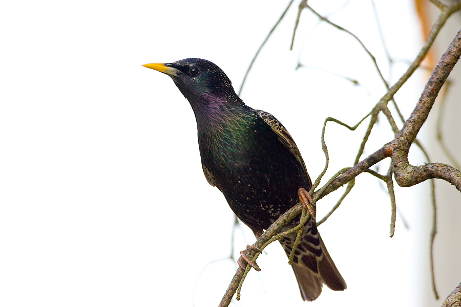 Starling