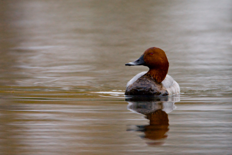 Pochard