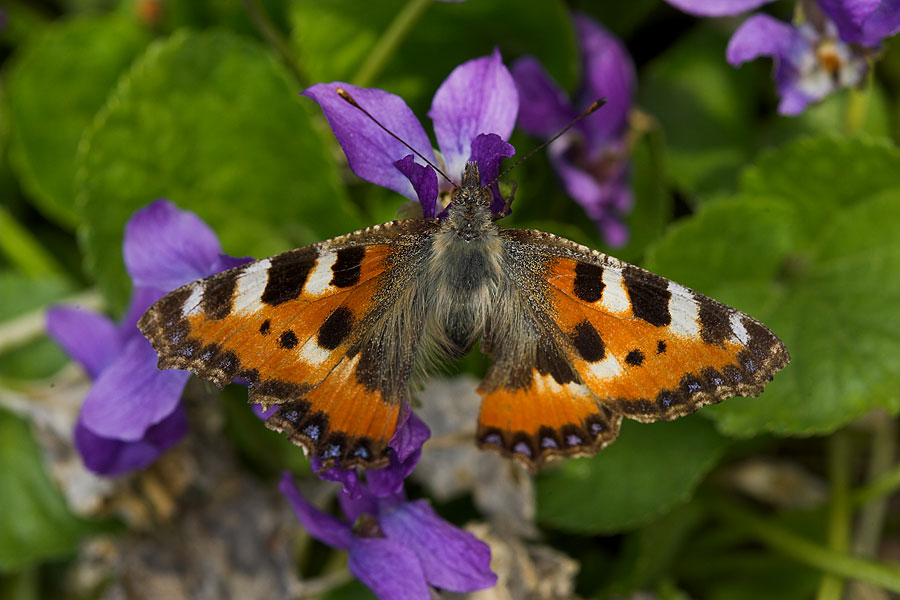 Small tortoiseshell