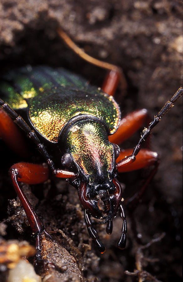 Golden ground beetle