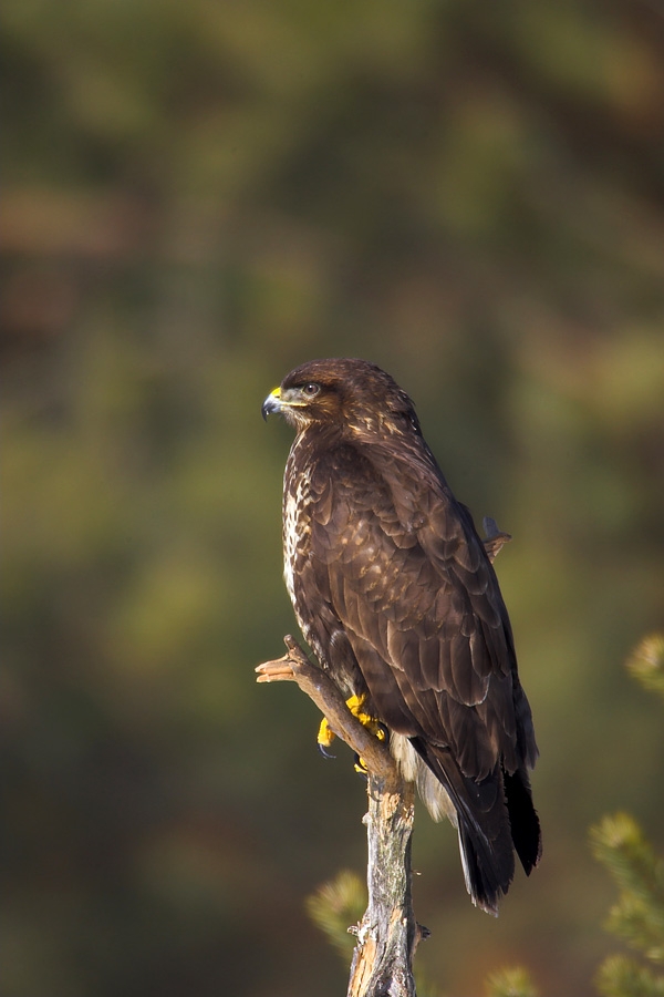 Buzzard