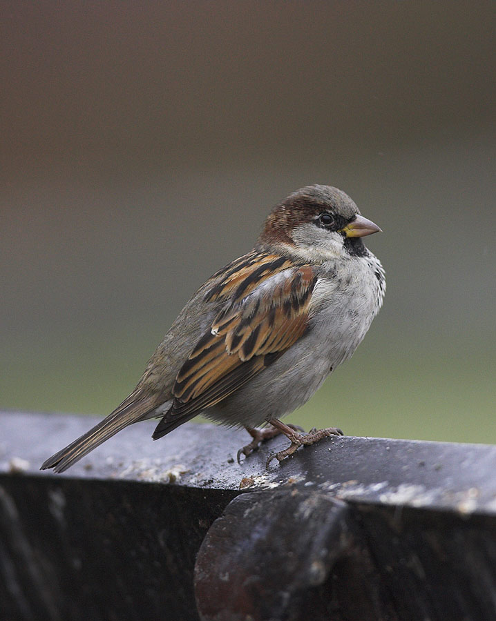 House Sparrow