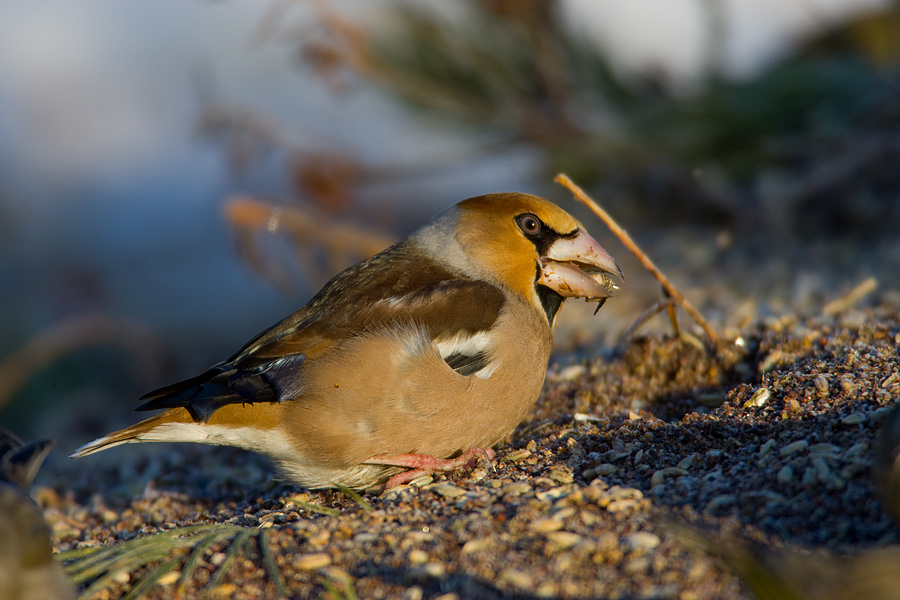 Hawfinch