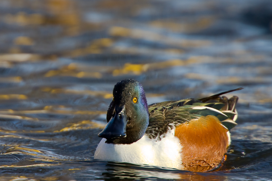 Shoveler