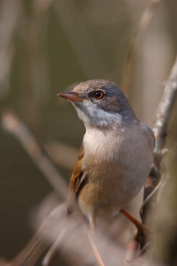 Whitethroat