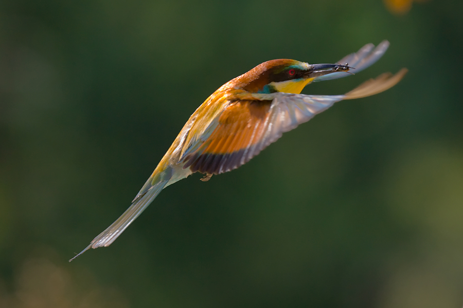 Bee-eater