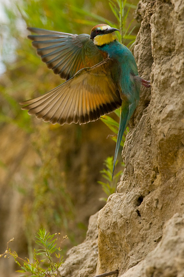 Bee-eater