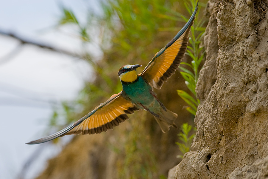 Bee-eater