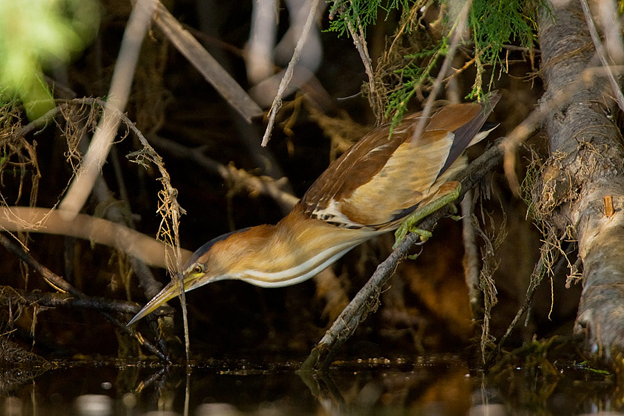 Little Bittern