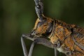 Black Pine Sawyer Beetle