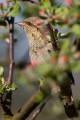 Wryneck