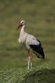 White Stork