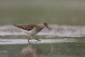 Wood Sandpiper