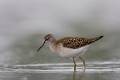 Wood Sandpiper