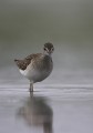 Wood Sandpiper