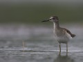 Wood Sandpiper