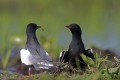 White-winged Terns