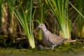 Collared Dove