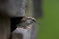 Treecreeper