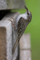 Treecreeper