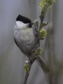 Willow Tit