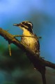 Three-toed Woodpecker's male