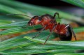 Southern wood ant