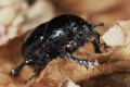 Dung beetle