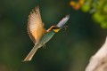 Bee-eater