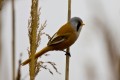 Bearded Tit