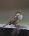 House Sparrow