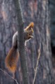 Red squirrel