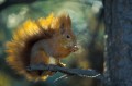 Red squirrel