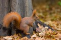 Red squirrel